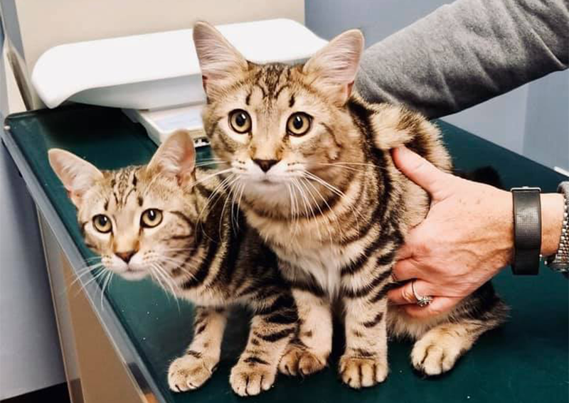 Cat Veterinary Care, Crofton